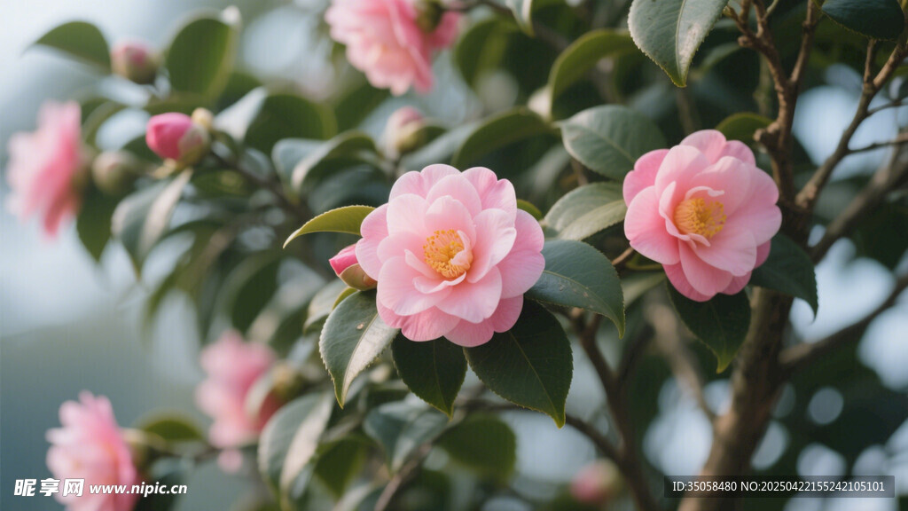 山茶花 