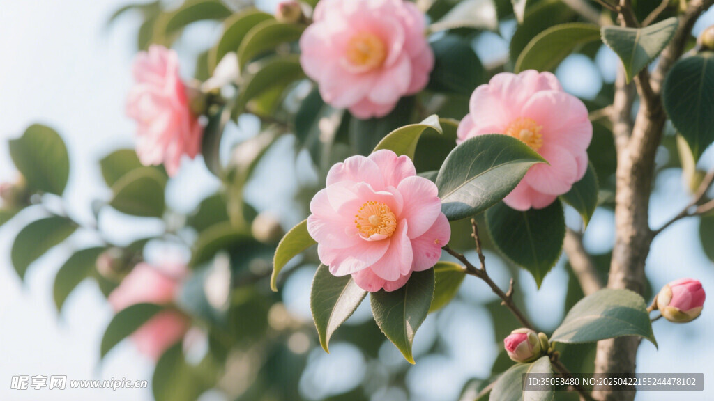山茶花 