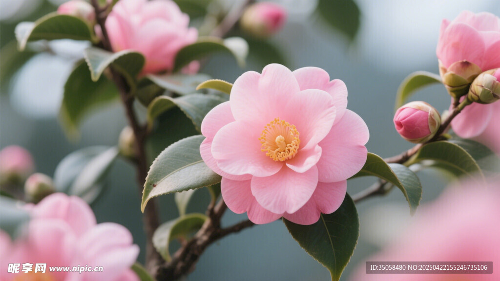 山茶花 