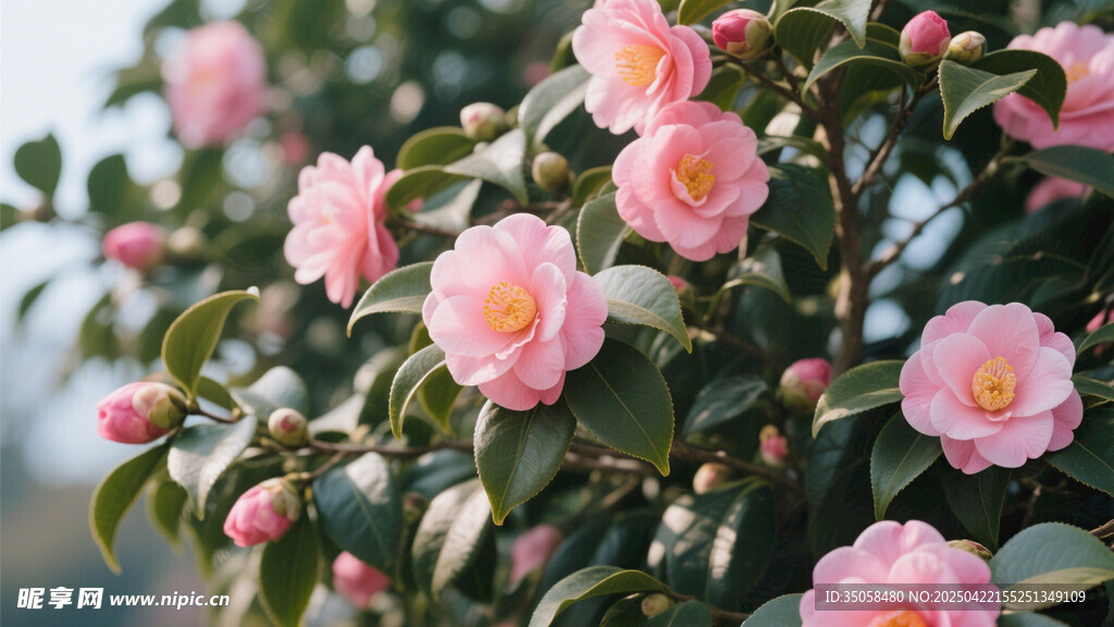 山茶花 