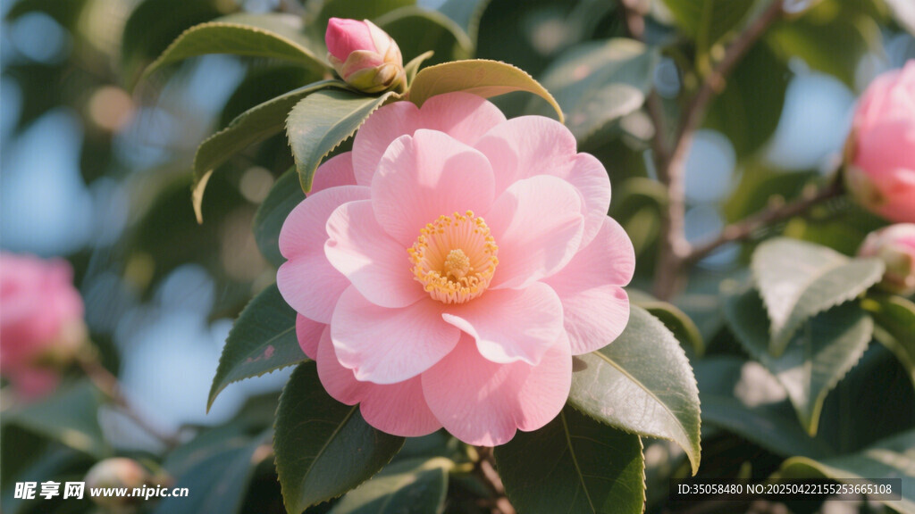 山茶花 