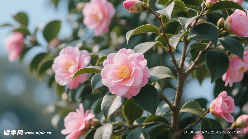 山茶花 
