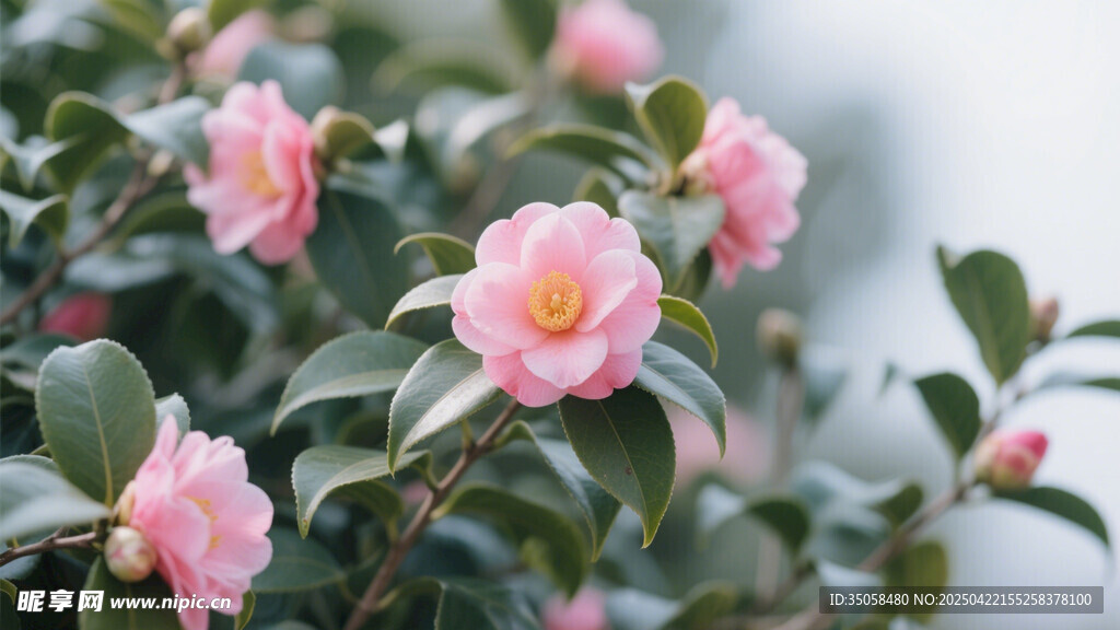 山茶花