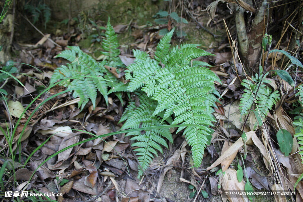 野生蕨类植物特写