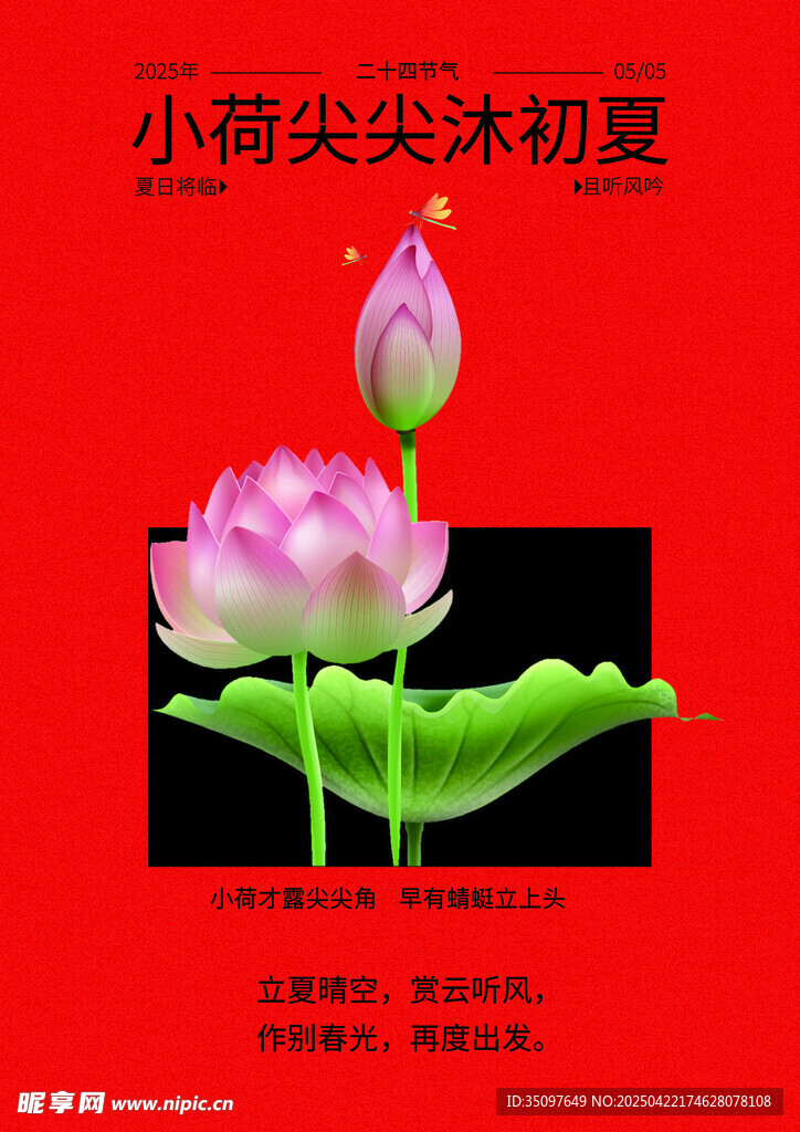 夏日小荷绽放