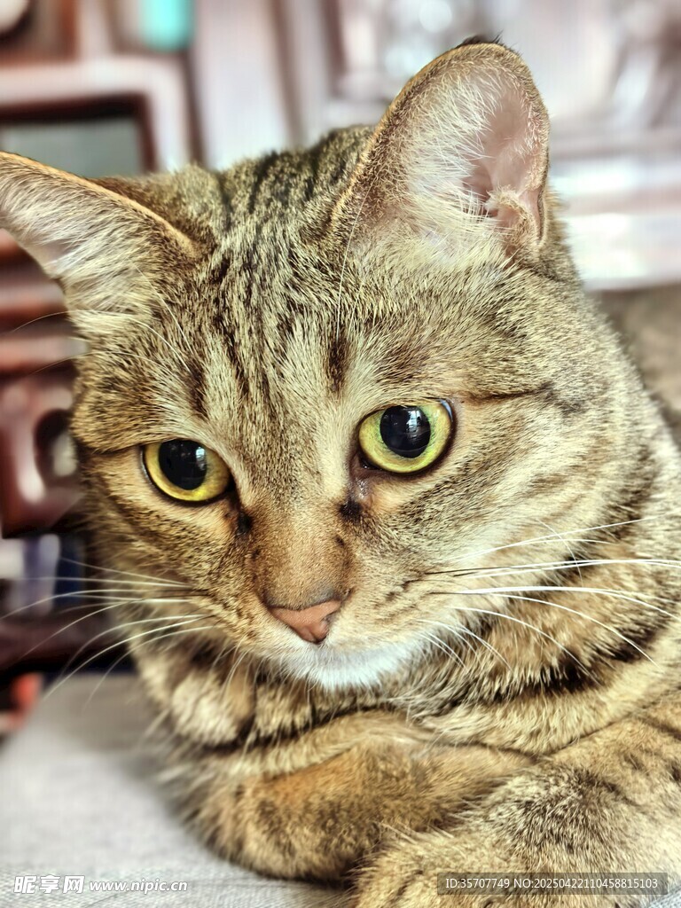 可爱狸花猫趴卧凝视