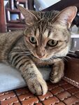 慵懒猫咪惬意趴坐