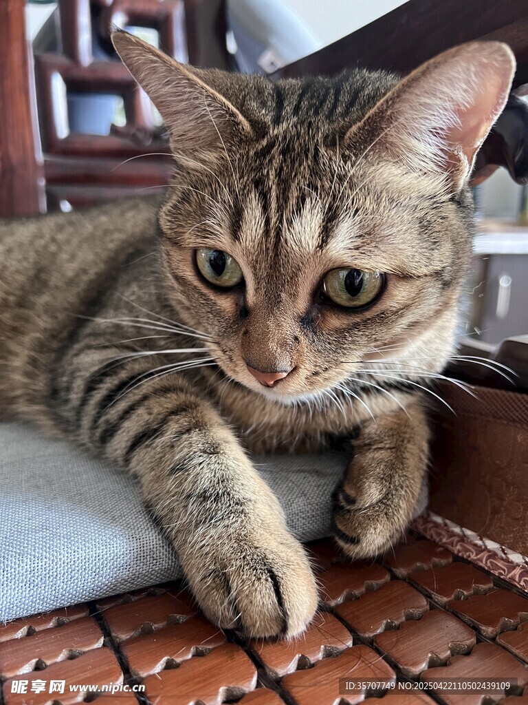 慵懒猫咪惬意趴坐