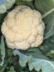 新鲜花椰菜 绿叶簇拥