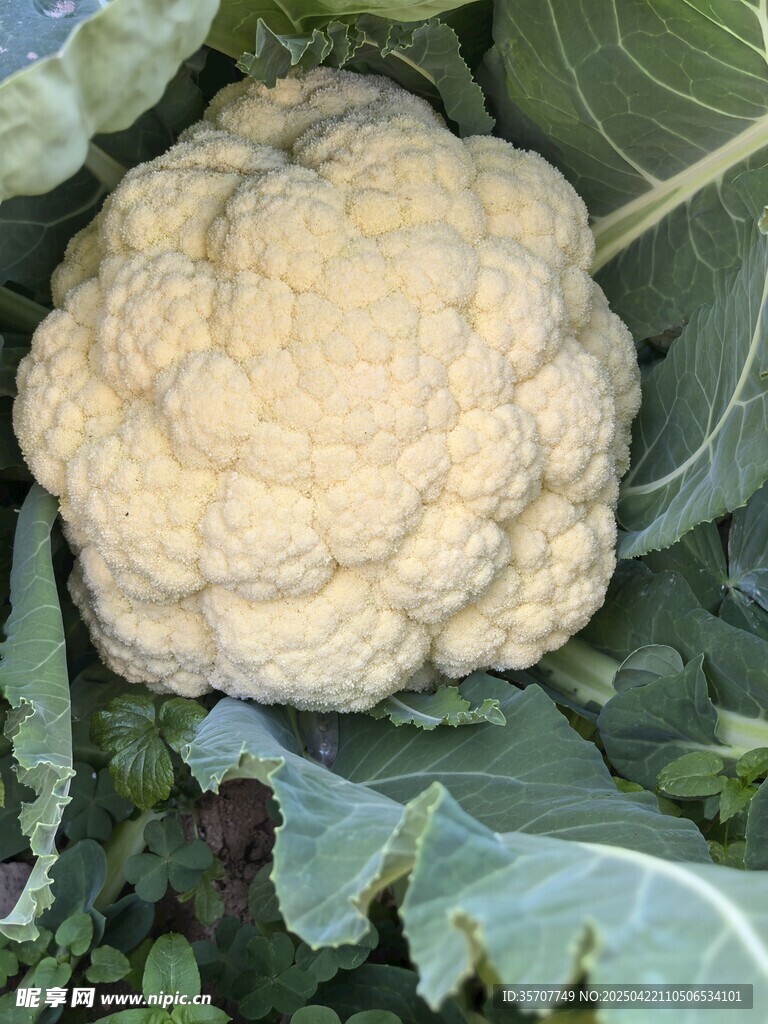 新鲜花椰菜 绿叶簇拥