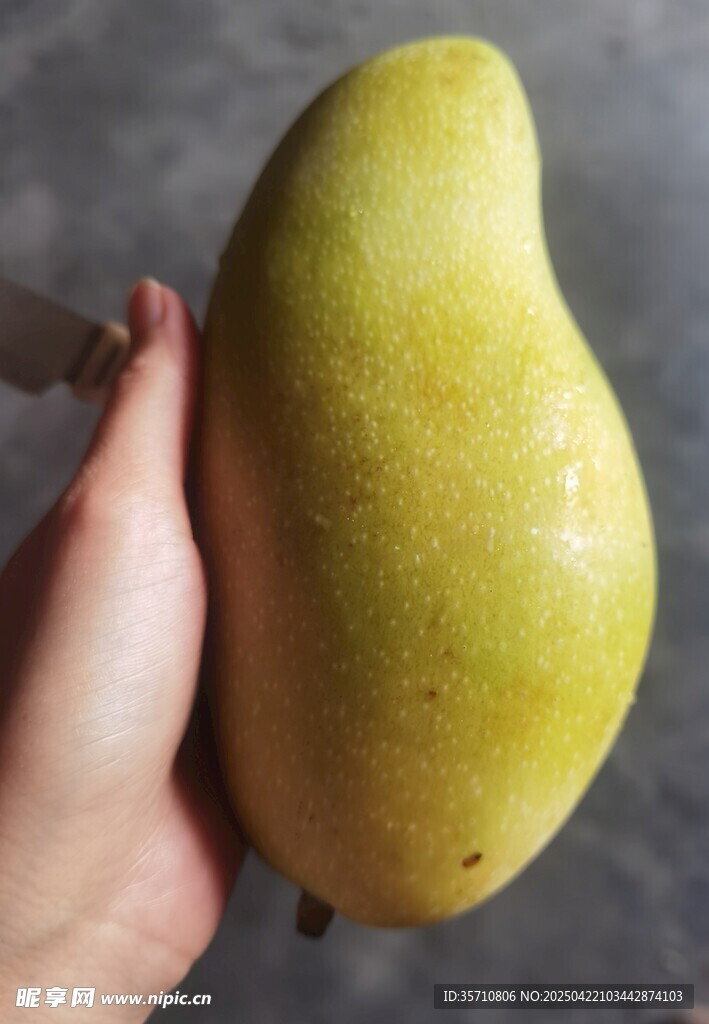 手捧金黄饱满大芒果