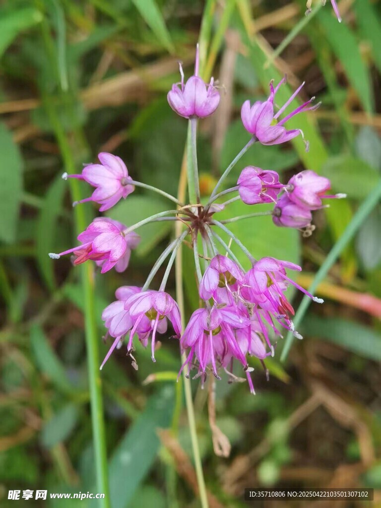 紫色葱属花卉特写