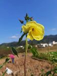 田野中绽放的黄色花朵