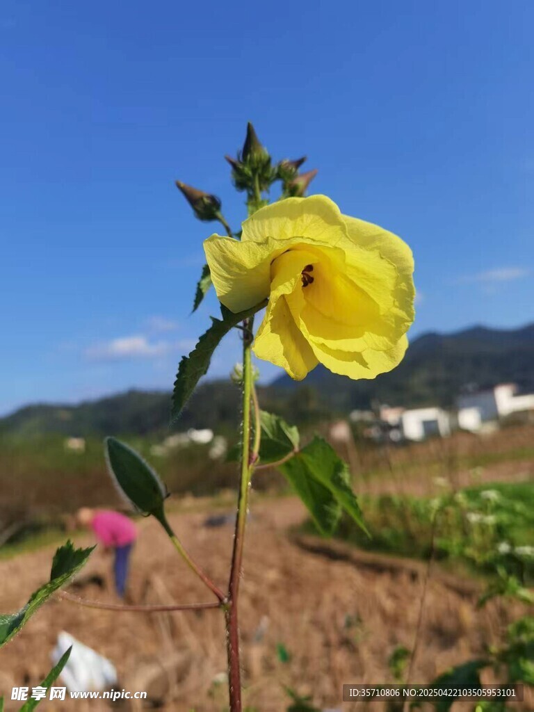 田野中绽放的黄色花朵