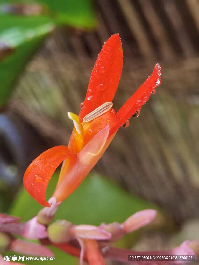 艳丽红蕉花特写