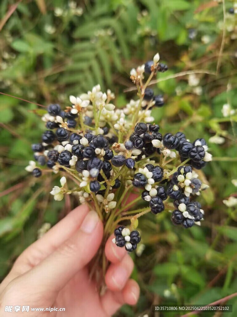 手捧野生紫黑色浆果