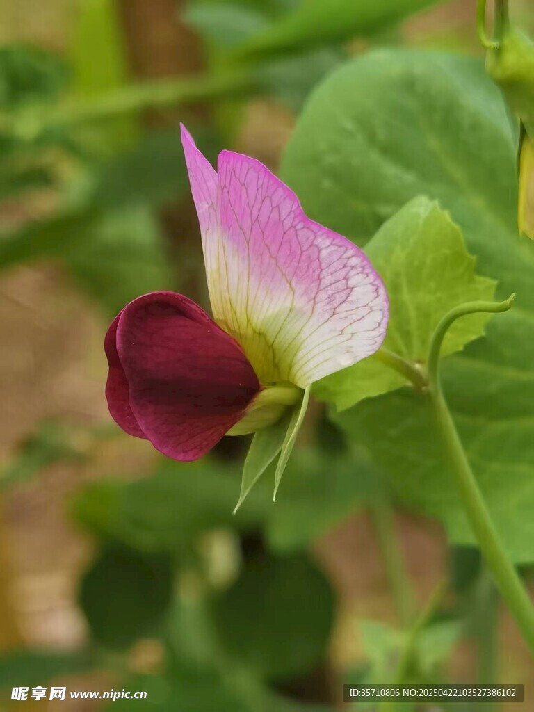 娇艳荷兰豆花绽放绿意间