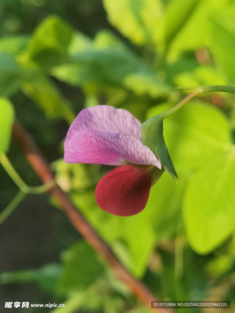 娇艳豌豆花绽放绿叶间