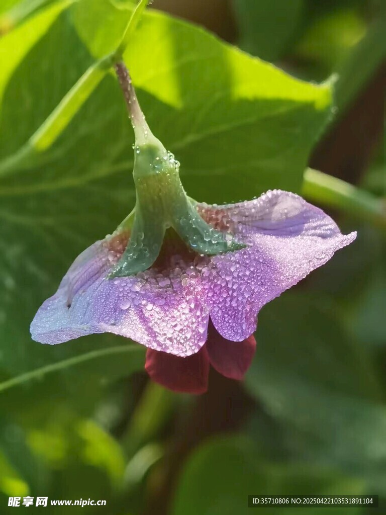 紫花绿叶特写