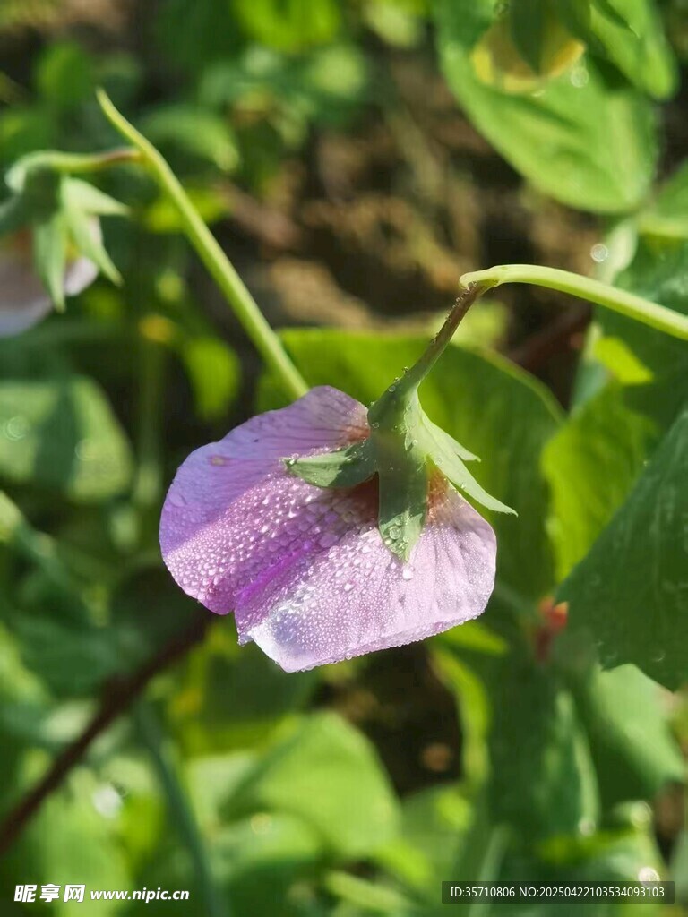 荷兰豆花
