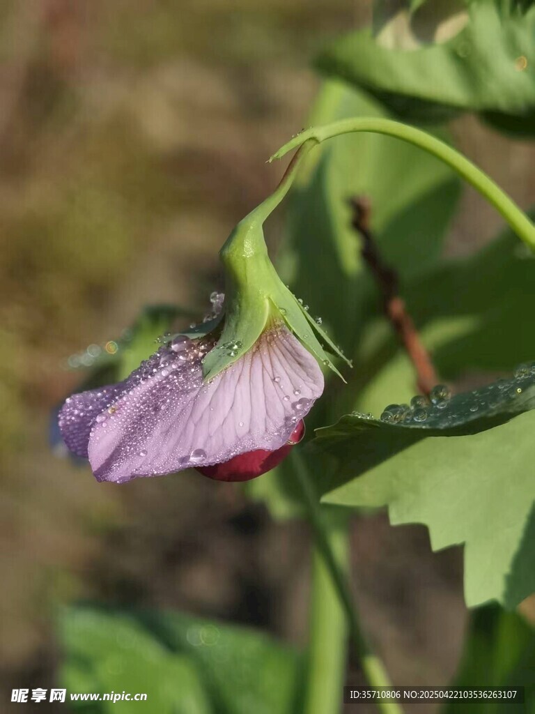 紫色带露小花