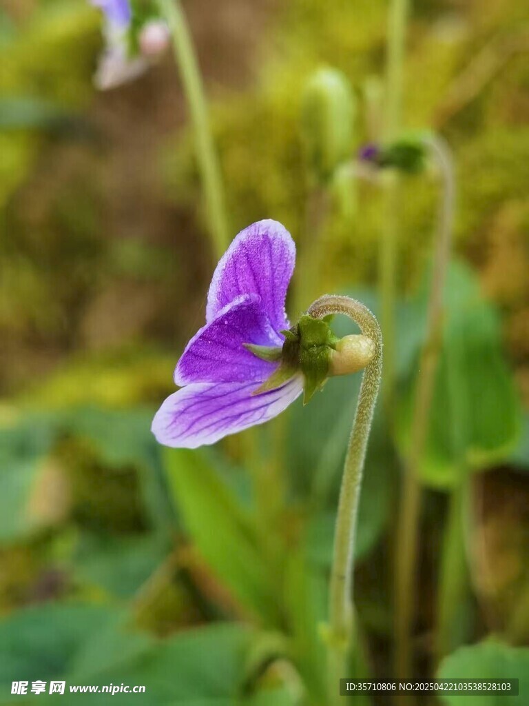 紫色小花绽放于绿叶间
