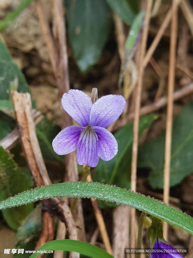 紫色小花绽放于草丛间