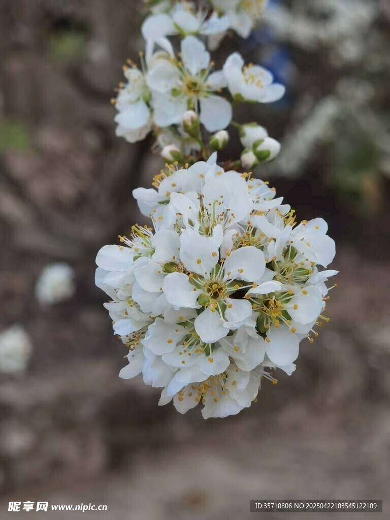 洁白李花绽放枝头
