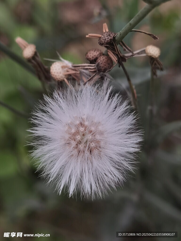蒲公英