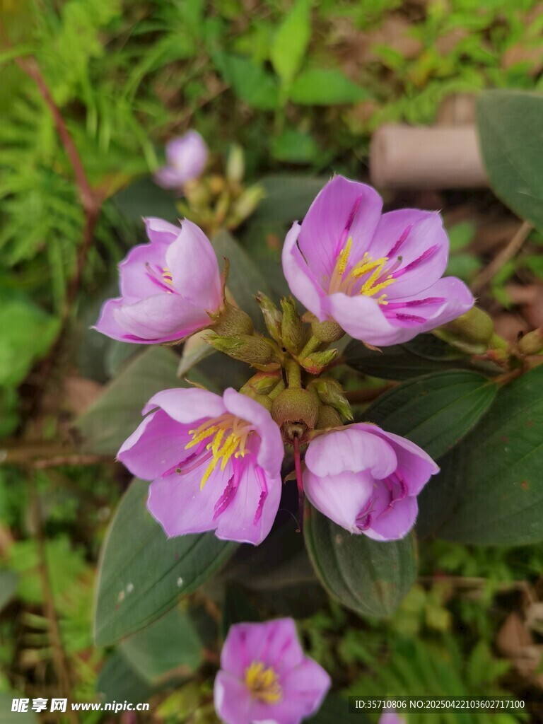 美丽粉紫色野牡丹花绽放