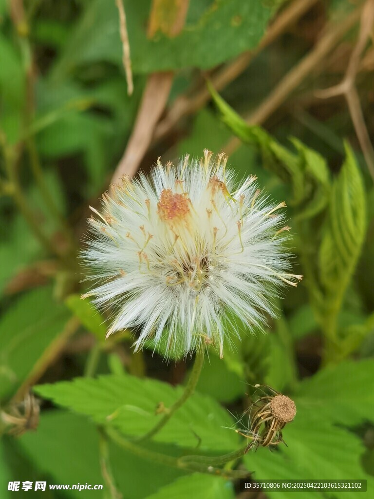 白色绒球小花绽放绿叶间