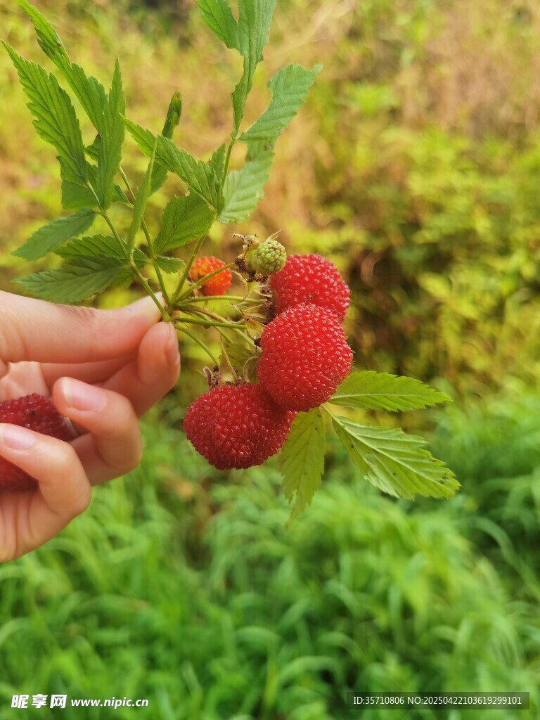 手摘鲜艳红果蛇泡