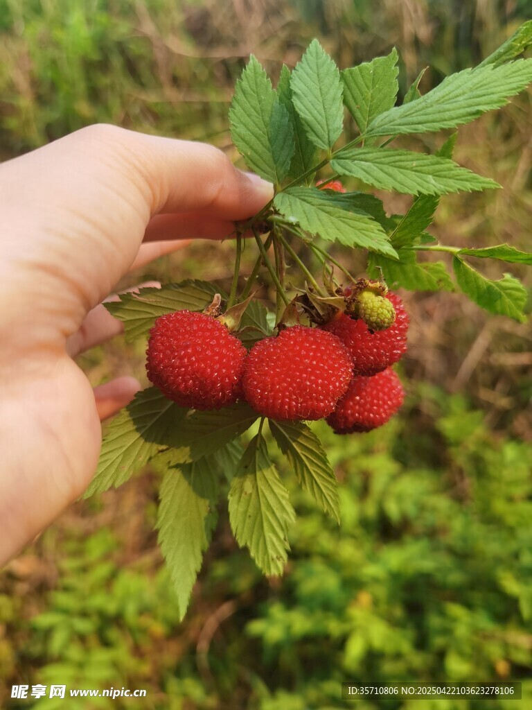 手捧鲜红诱人的蛇泡