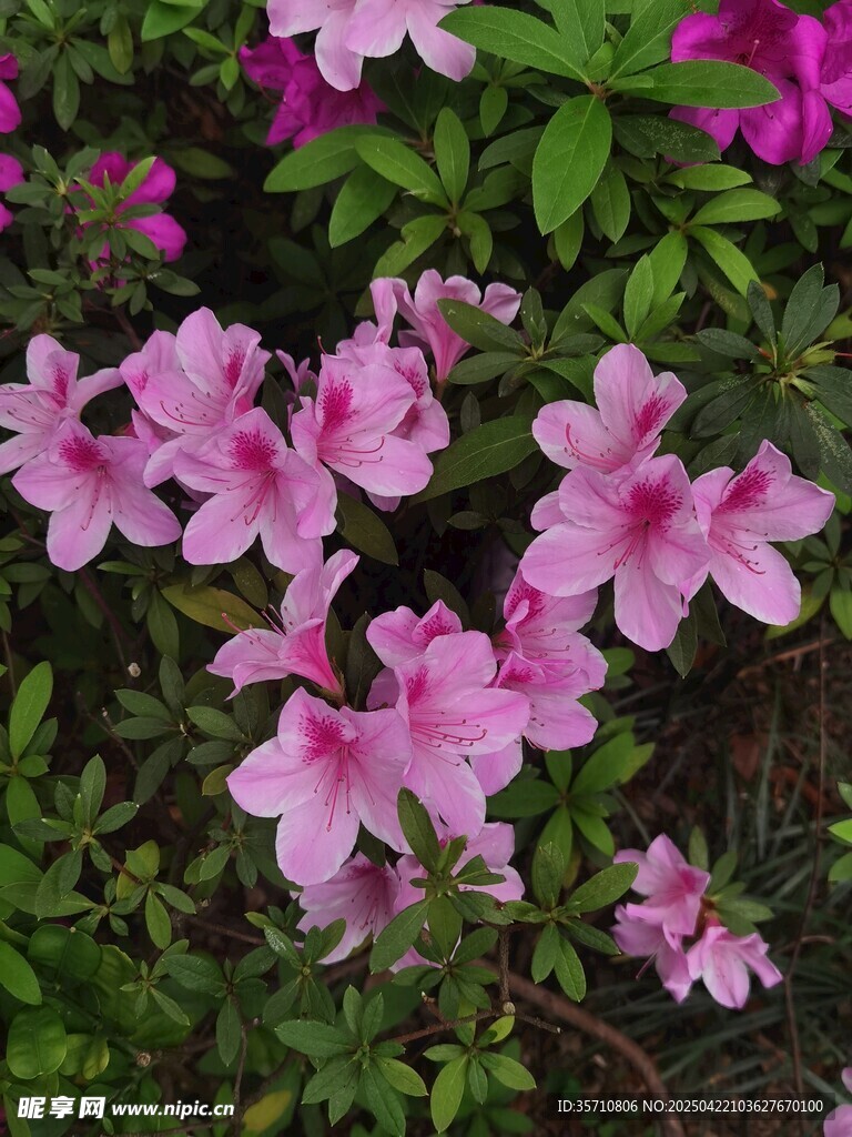 粉色杜鹃花绽放于绿叶间