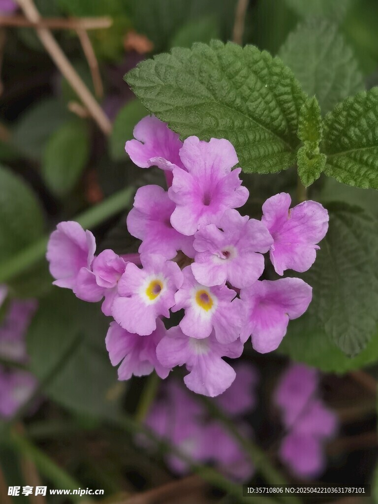美丽紫花绽放