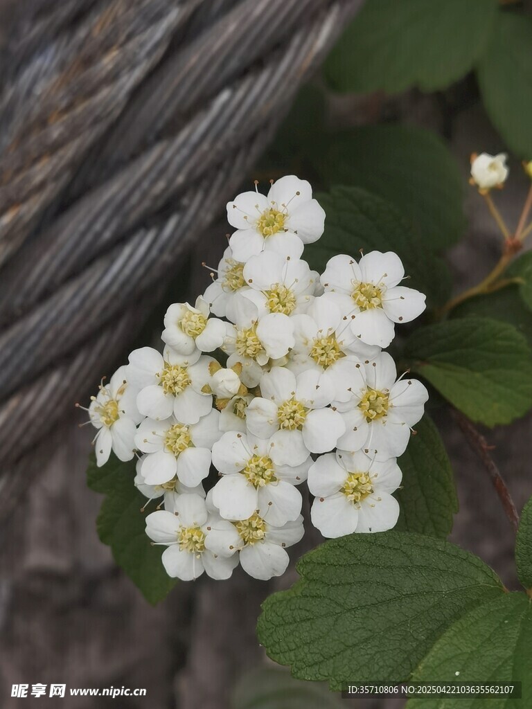 白色小花绽放绿叶间