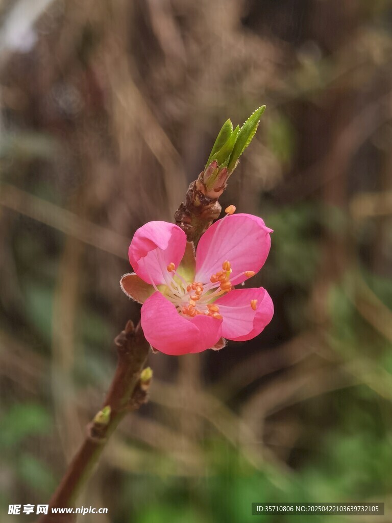 娇艳桃花枝头绽放