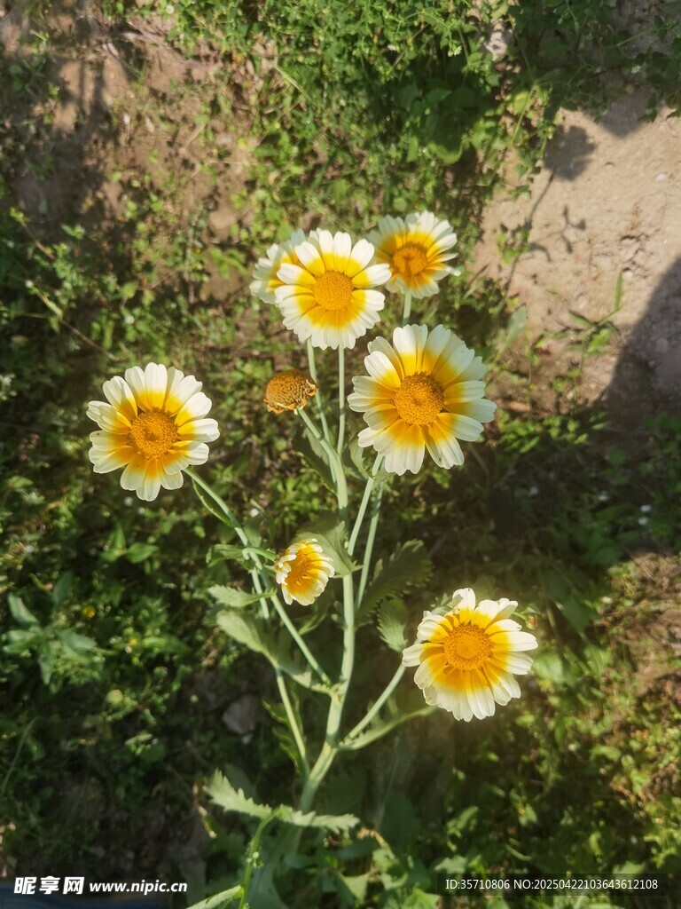 野外绽放的美丽黄色小花