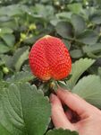 手摘鲜红饱满草莓