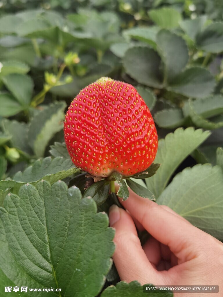 手摘鲜红饱满草莓