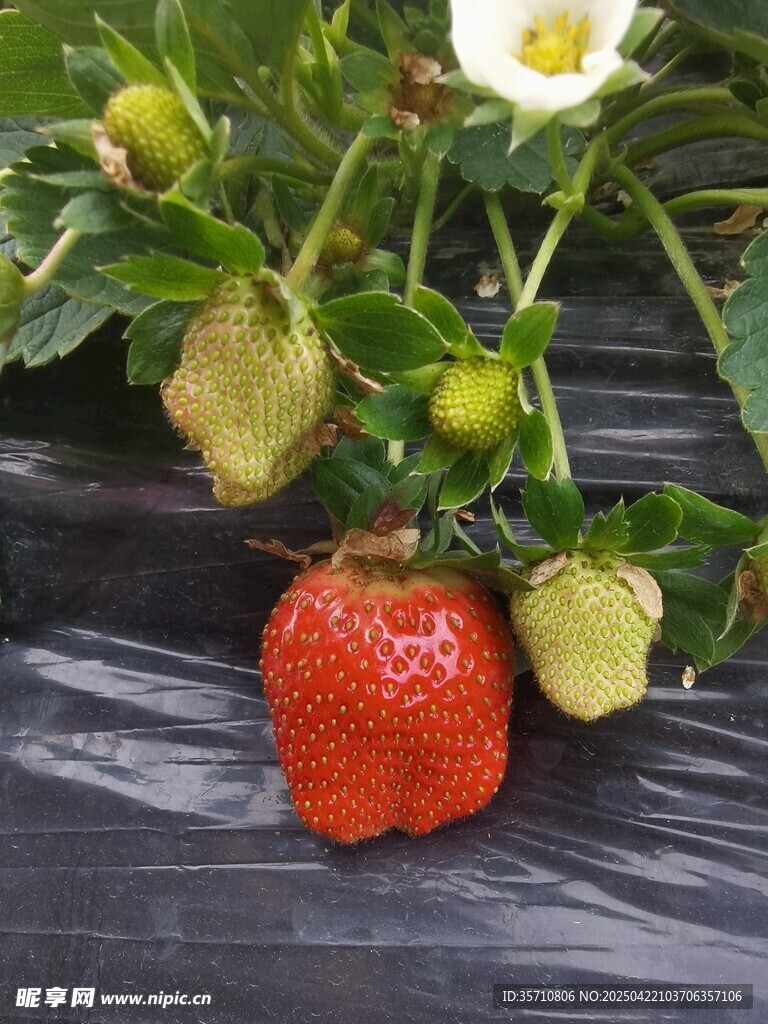 成熟草莓与未熟果实