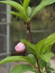 含苞待放的粉色花朵