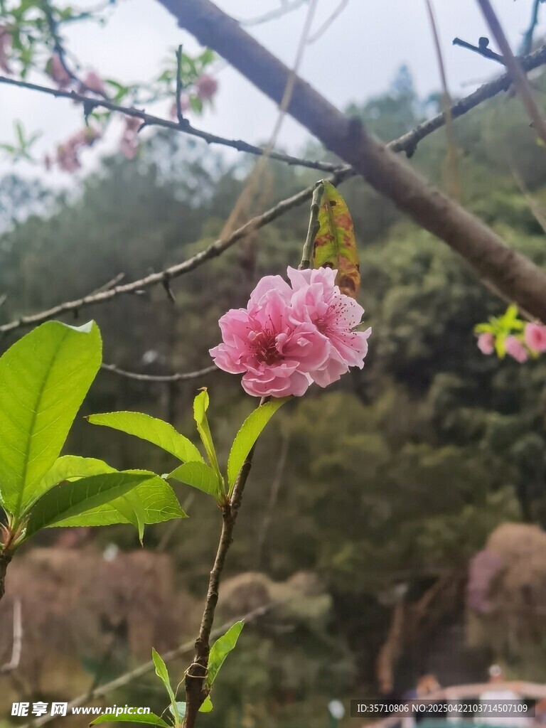 枝头绽放的娇艳粉色花朵