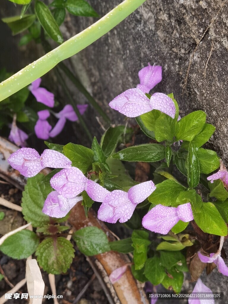 紫色小花绽放于绿叶间