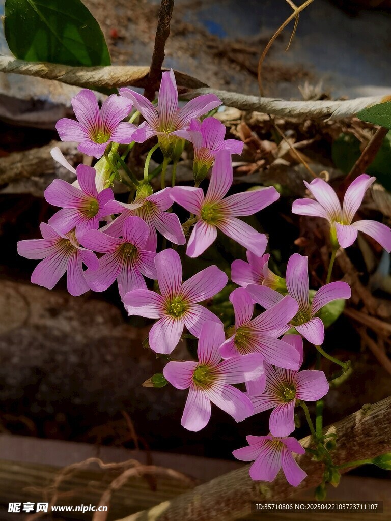 小巧紫花绽放于木旁