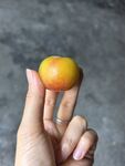 手托黄橙橙的新鲜李子