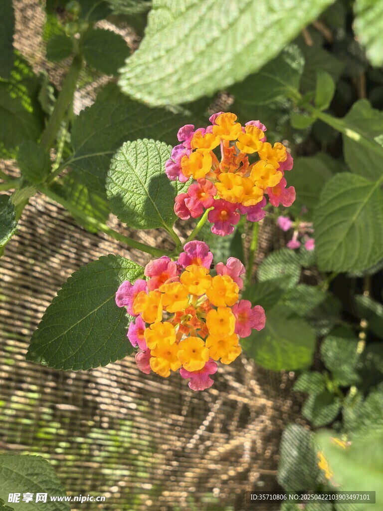 多彩马缨丹绽放绿叶间