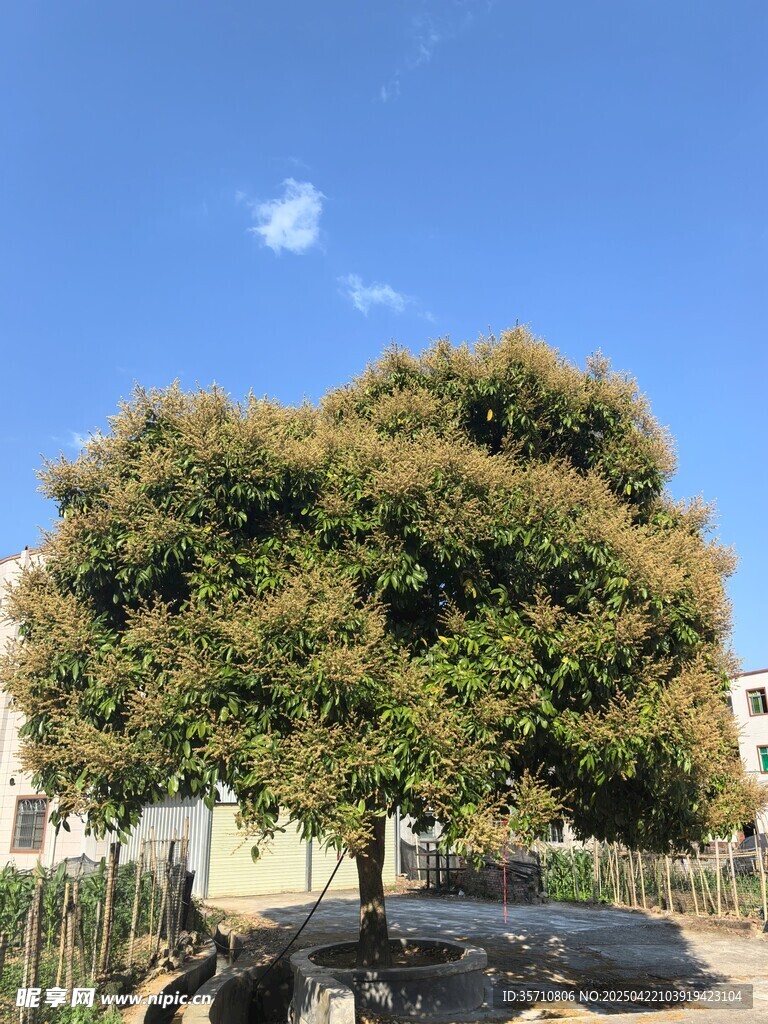 蓝天绿树