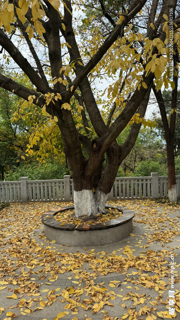 黄角树
