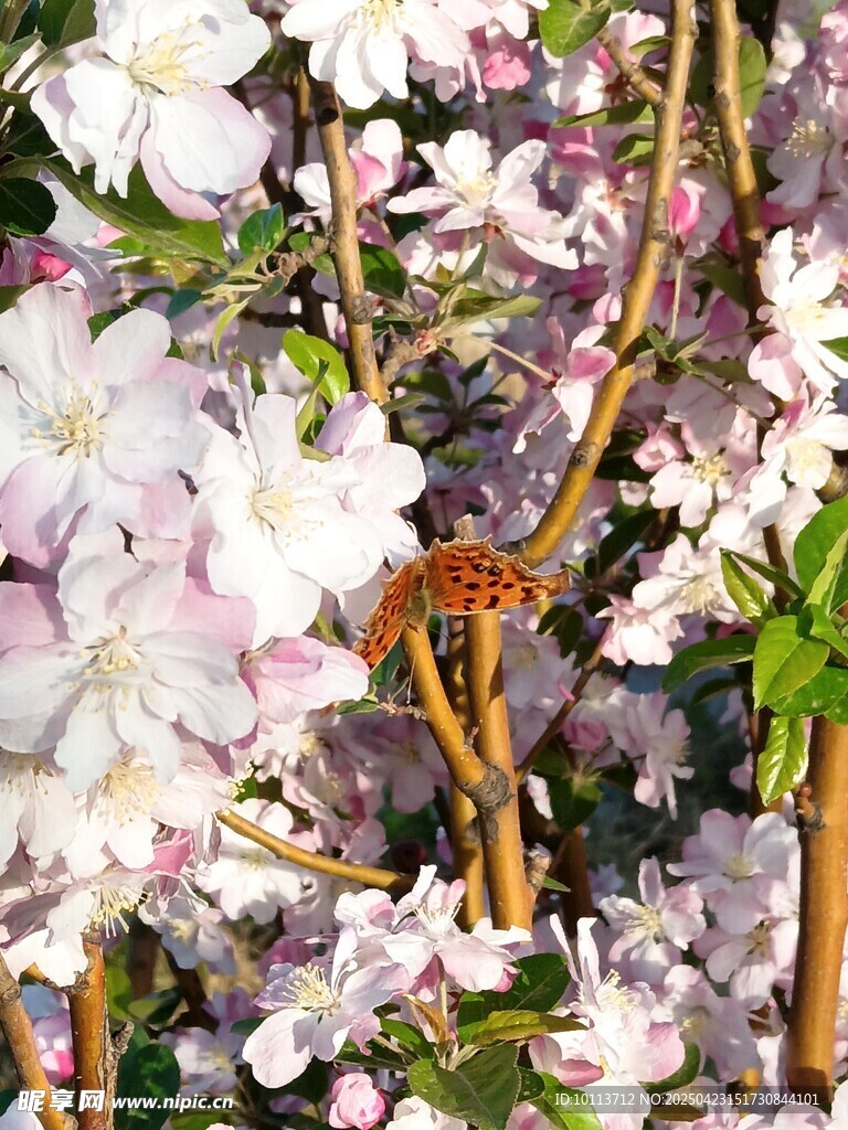 海 棠 花